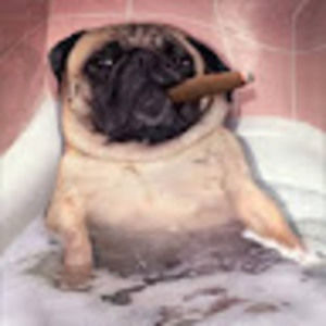 Meet your Posher, Ari